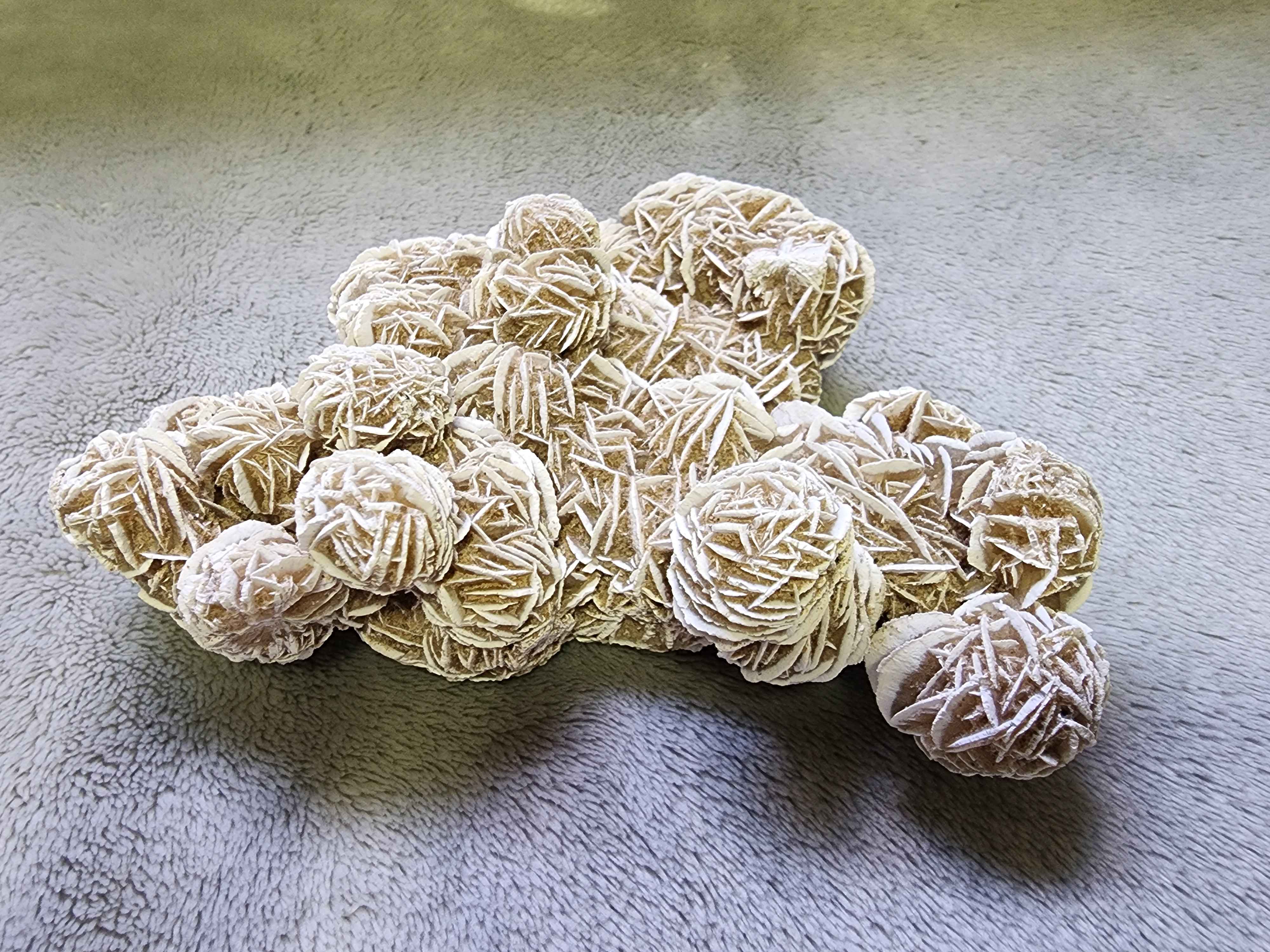 The most beautiful and giant desert rose and the gorgeous sunlight!